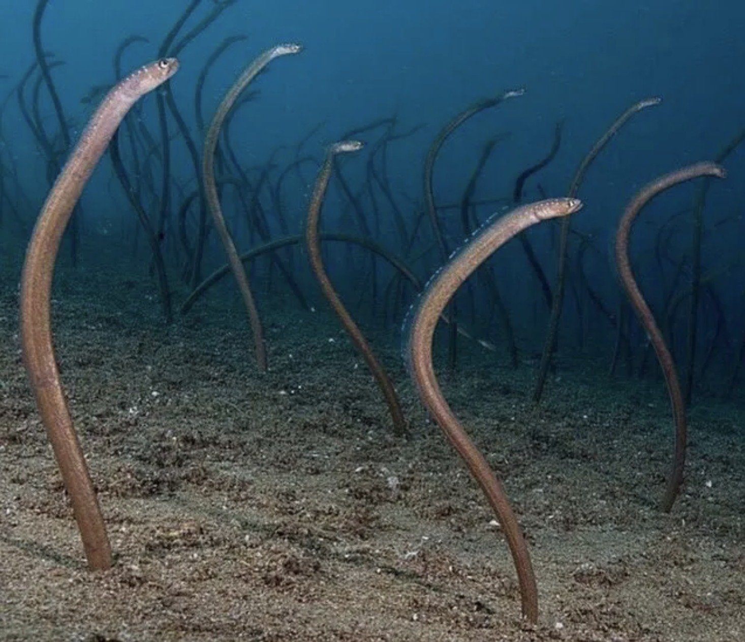 18 ужасных вещей, которые люди увидели на дне моря жизнь,интересное,подводное плавание,природа,ужасы