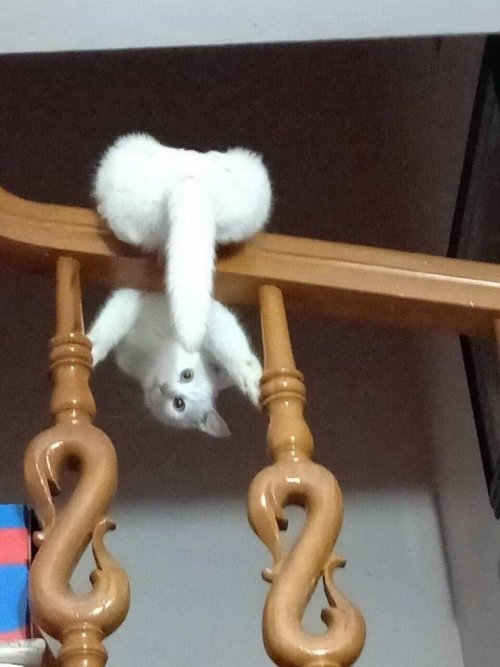 Пост прикольных картинок шутки, юморина