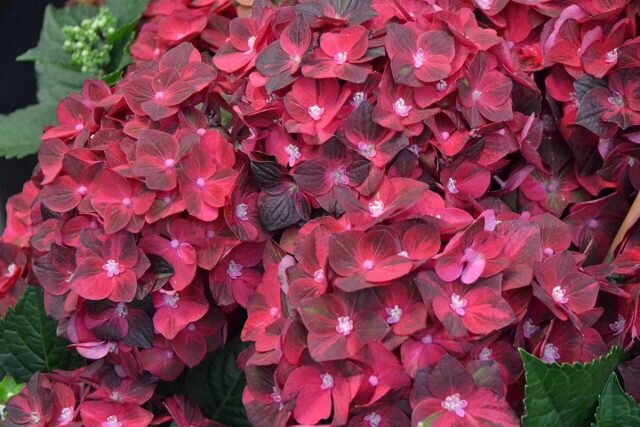 Гортензия крупнолистная «Мэджикал Руби Ред» (Hydrangea macrophylla ‘Magical Ruby Red’). © green-leaf  
