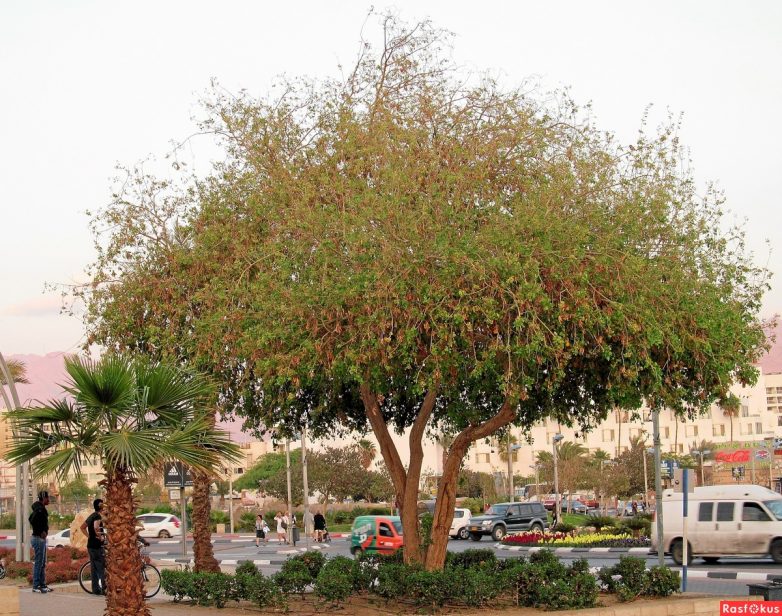 Израиль — страна-пустыня? Нет, страна-сад! Израиль — страна-пустыня? Нет, страна-сад!