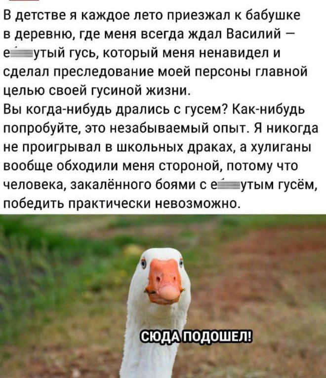 Юмор за день и Изольда 