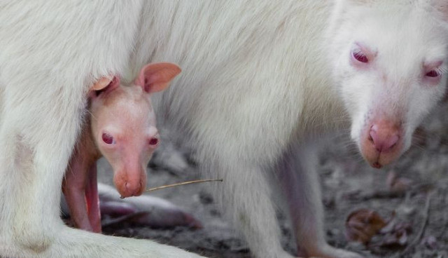 Фотография: От этих фото на душе становится теплей №6 - BigPicture.ru