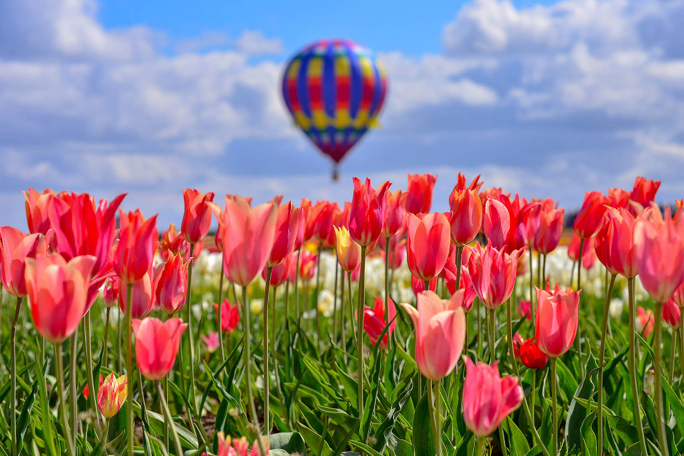 Фестиваль тюльпанов в Орегоне Фестиваль тюльпанов в Орегоне природа