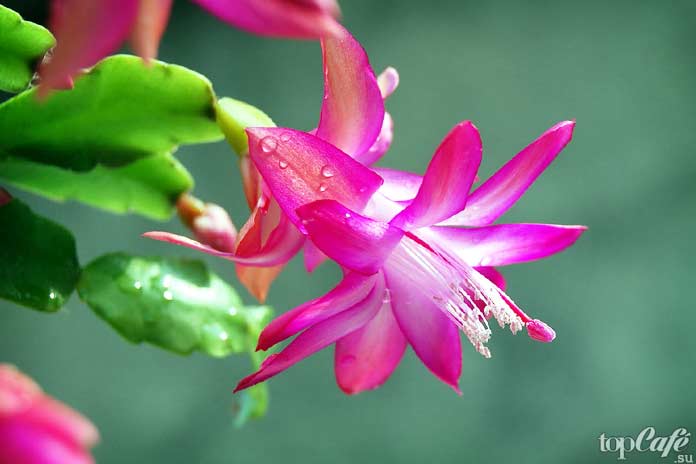 Самые красивые цветущие кактусы: Шлюмбергера
