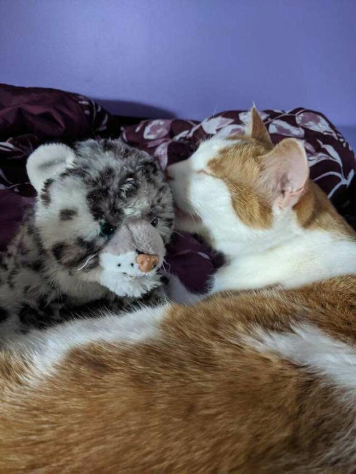 Без кота и жизнь не та
