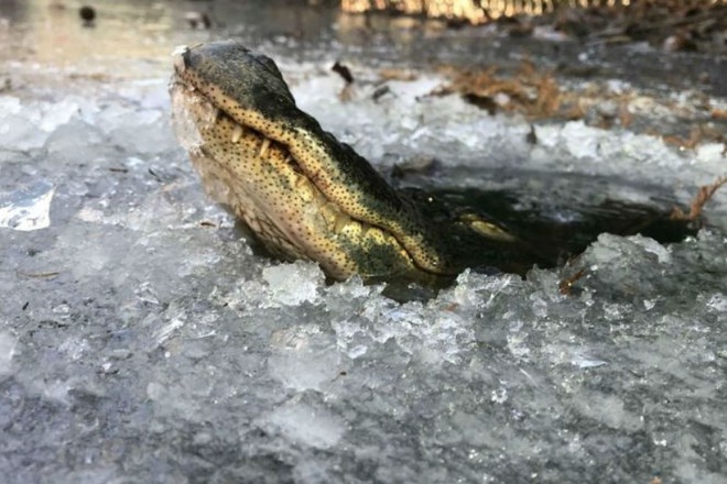Крокодилы научились жить подо льдом дикая природа