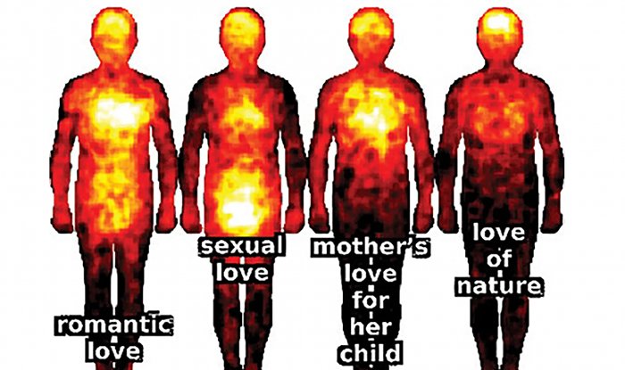 Карта проявления различных видов любви в физическом организме человека: достижения исследователей