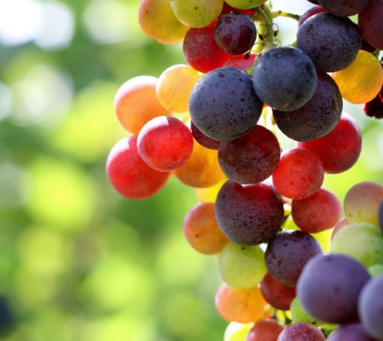 Разгадка тайны радужного винограда виноград, разгадка, фрукт