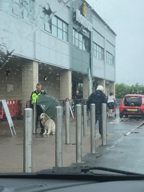 Охранник отдал свой зонт собаке, чем восхитил пользователей сети