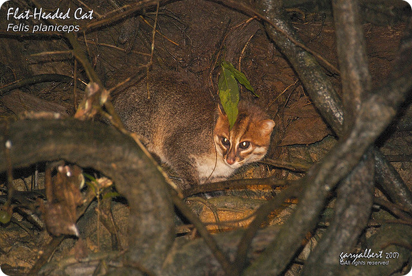 Суматранская кошка (лат. Prionailurus planiceps)