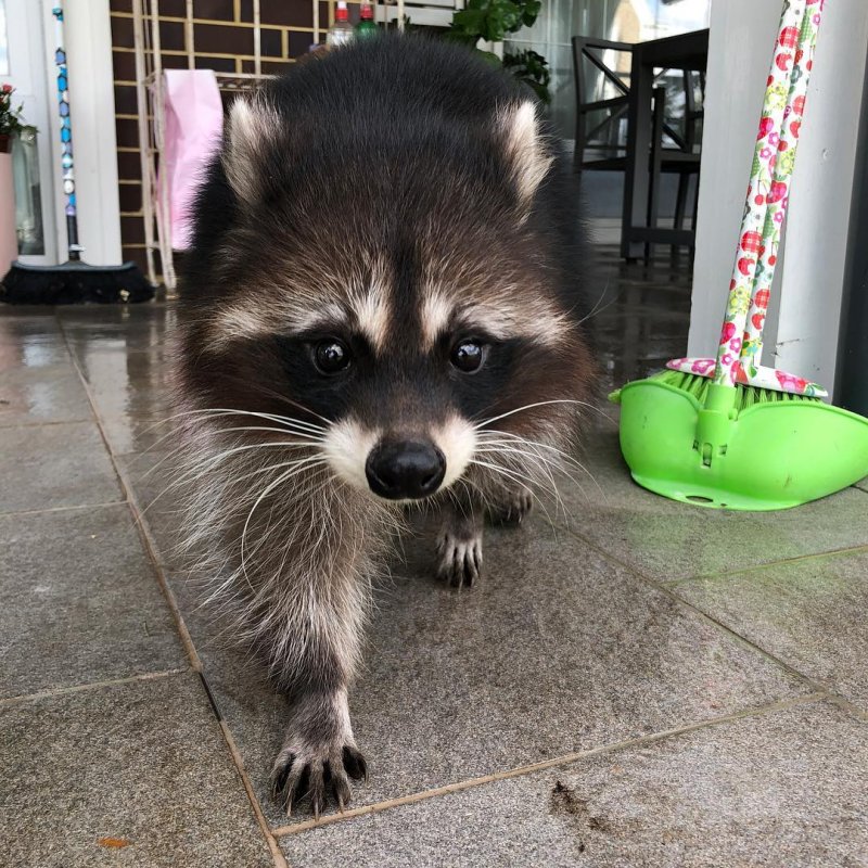 Каждое фото этого домашнего енота можно разбирать на мемы instagram, домашний енот, енот