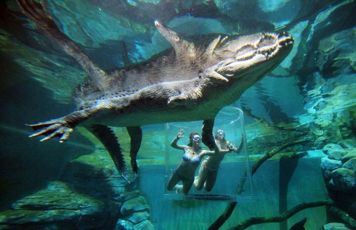 Экстремальный аттракцион в Австралии Crocosaurus, аттракцион, около, бассейн, рептилий, также, минут, крокодилов, Длительность, крокодилом, крокодилами, можете, больших, относительно, смерти», которой, самых, должен, посетитель, каждый