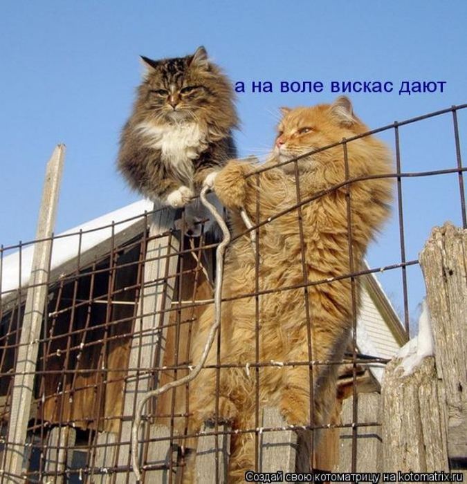 Мысли вслух :)