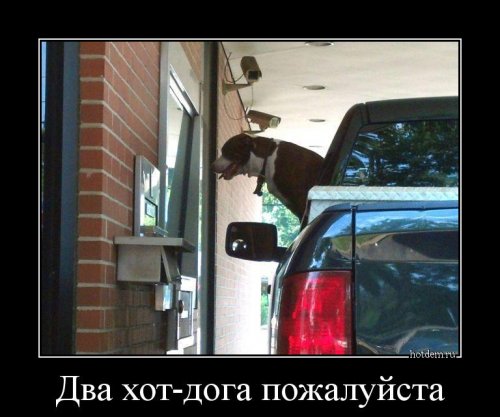 Свежих демотиваторов пост 