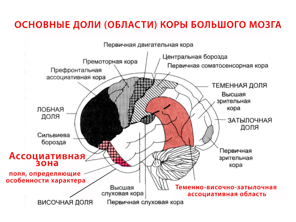 Мозг мужской и женский. Причины различий и следствия мозга, женщин, мужчин, области, более, мужчины, лобных, массе, поведения, женщины, разница, менее, когда, женского, долях, системы, особенности, задач, разных, меньше