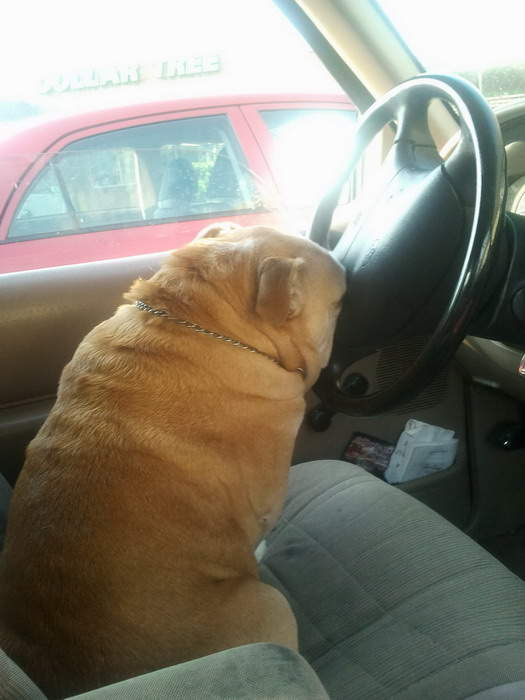 Смешные зверьки 