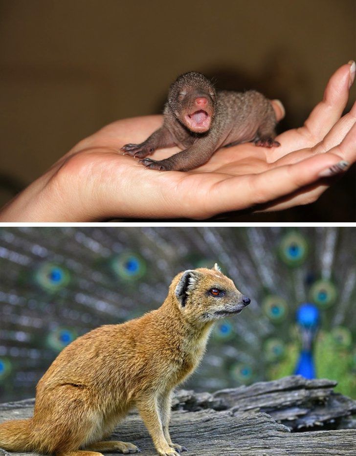 20 детенышей животных, которых вы не узнаете, ведь видели их только взрослыми домашние животные,животные,позитив,природа