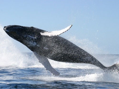 Синий-кит-животное-Описание-и-фото-синего-кита-7