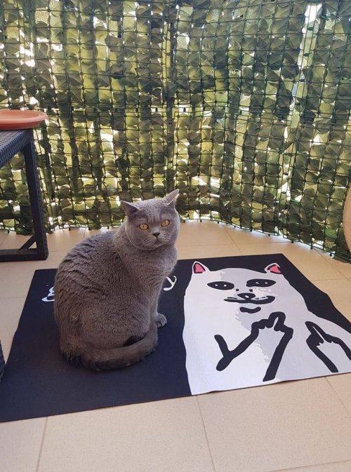 Пост прикольных картинок шутки, юморина