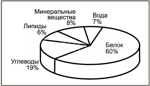 уникальный состав водоросли спирулина