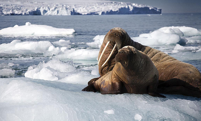 Морж уснул на айсберге и пересек Атлантический океан. Удивленное животное ученые сняли уже в Ирландии Морж уснул на айсберге и пересек Атлантический океан. Удивленное животное ученые сняли уже в Ирландии Культура