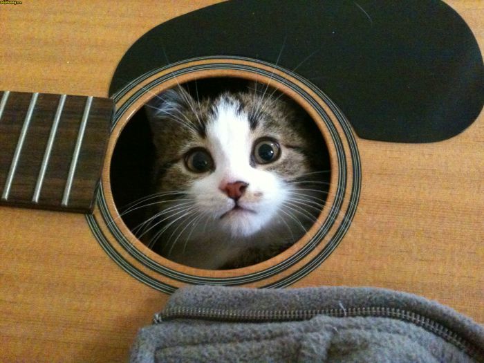 Коты, которые предпочитают необычные места обитания Коты, которые предпочитают необычные места обитания веселые картинки