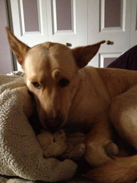 20 замечательных примеров дружбы между животными. Нам бы у них поучиться! 20 замечательных примеров дружбы между животными. Нам бы у них поучиться!