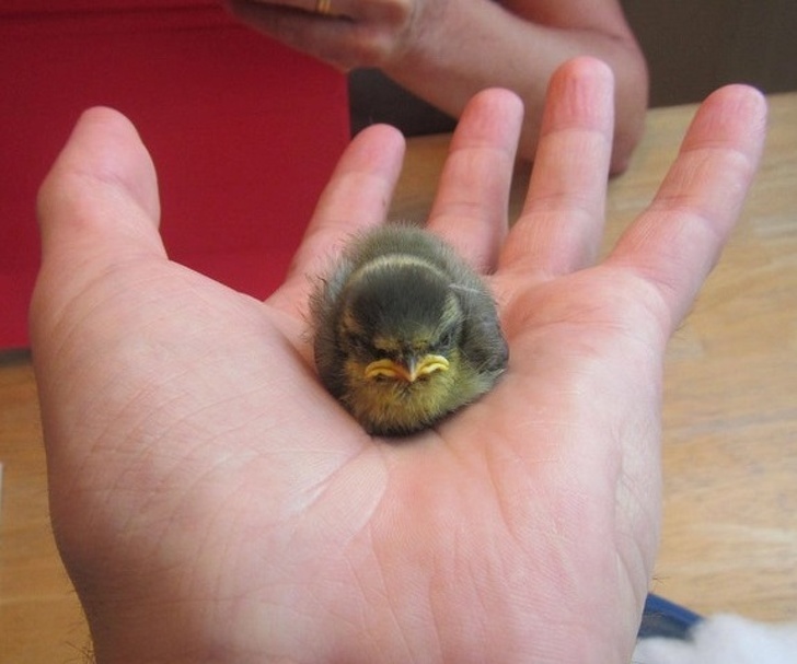 25 животных, которые пытались разозлиться, но заставили нас умилиться вместо этого 25 животных, которые пытались разозлиться, но заставили нас умилиться вместо этого