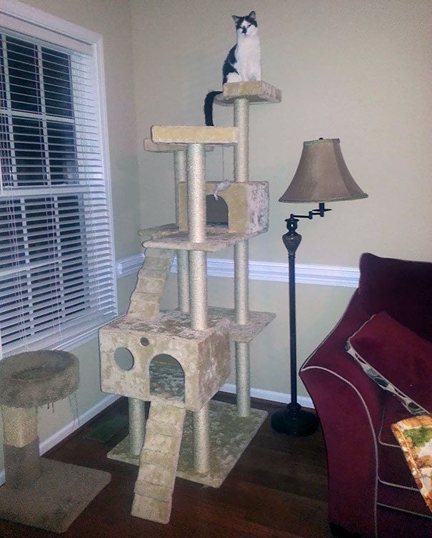 My Wife Was Angry At Me For Buying Such A Huge Cat Tree For Our Blind Cat. "She