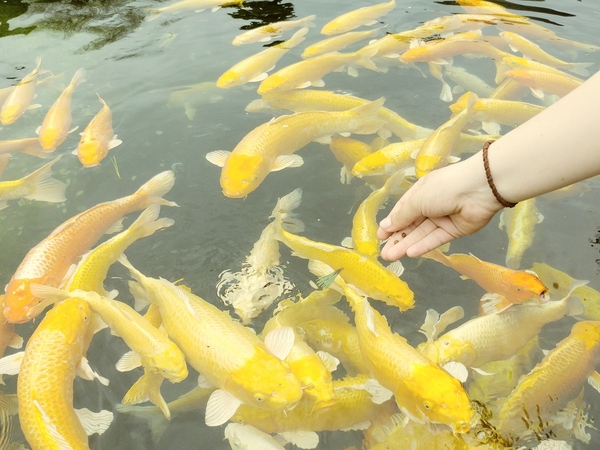 Россиянка делится наблюдениями из жизни в Южной Корее Россиянка делится наблюдениями из жизни в Южной Корее