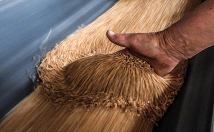 «Зерновая сделка» — жирная свинья под польских аграриев