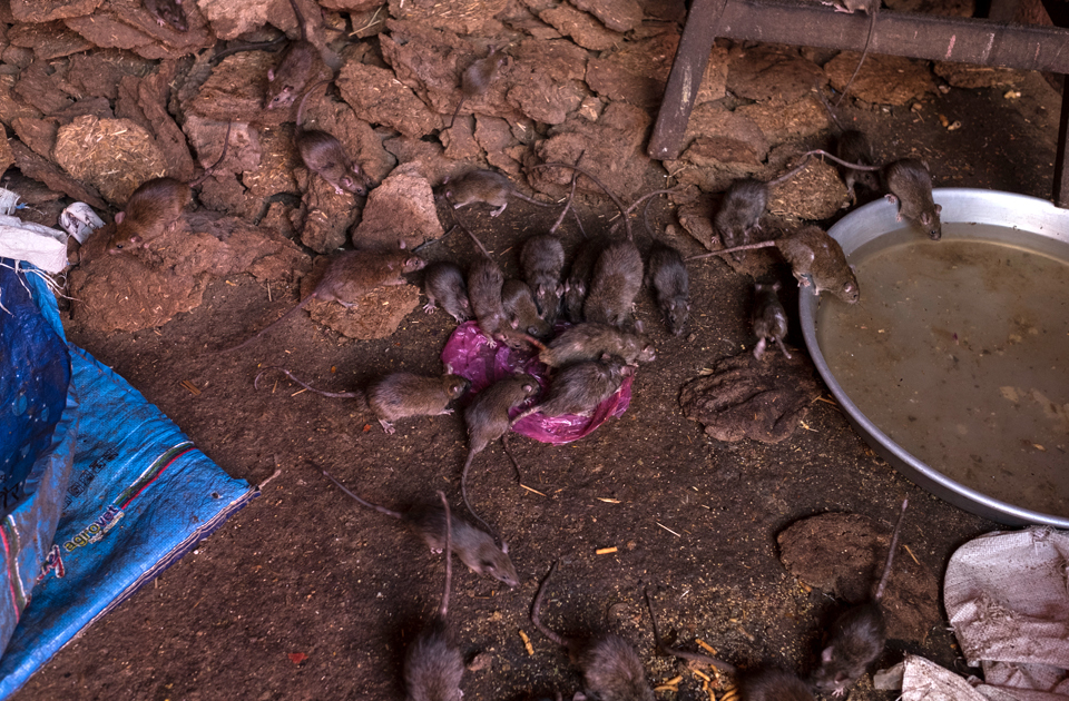 Крысиный рай: индийский храм, где поклоняются грызунам Крысиный рай: индийский храм, где поклоняются грызунам индия,история,крысы,культура индии,мир,страны