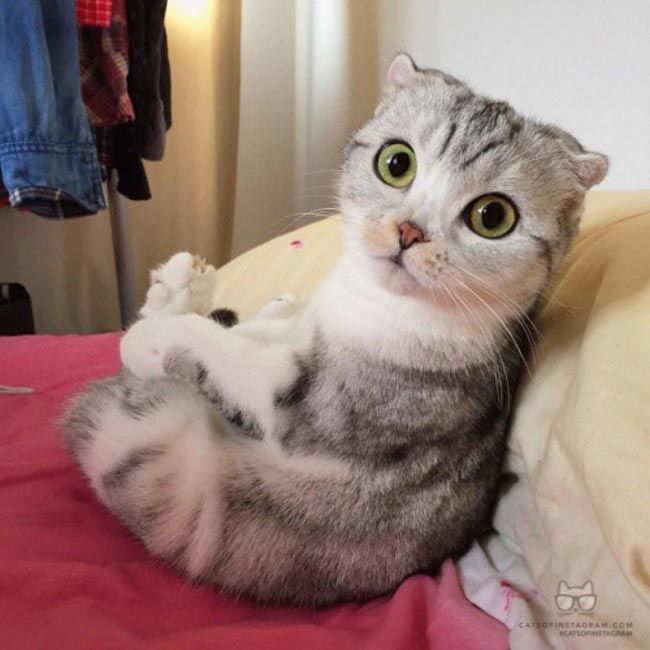 Вопросы, которые все хозяева время от времени задают своим кошкам Вопросы, которые все хозяева время от времени задают своим кошкам