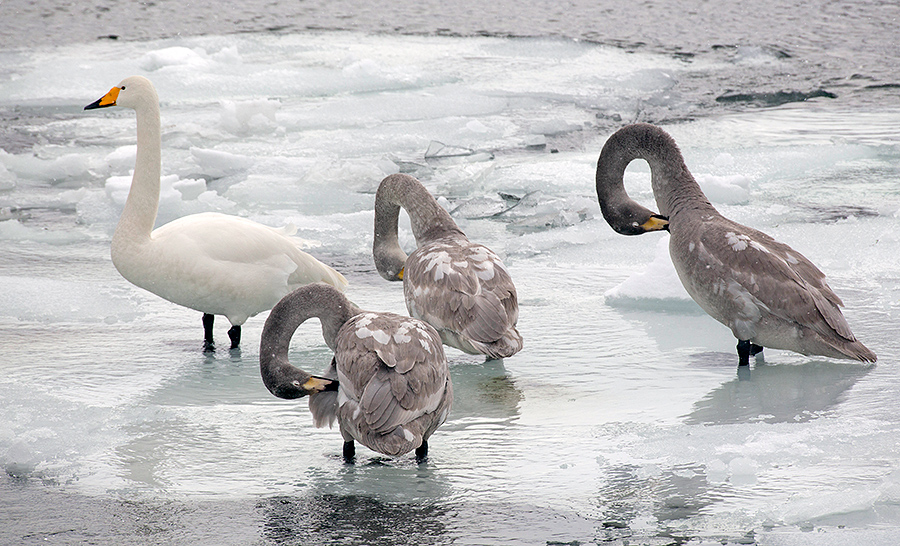 Лебединая Камчатка лебедей, метров, время, когда, других, скрадок, метра, морозы, собираются, чтобы, снега, достаточно, подойти, поэтому, фотографии, замерзает, лебедь, возможность, всегда, назвать