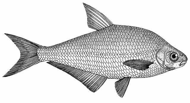 Рыба сопа: описание, места обитания, ловля