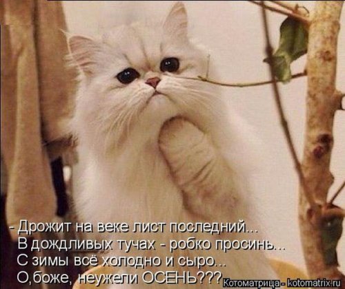 Свежая котоматрица (29 фото)