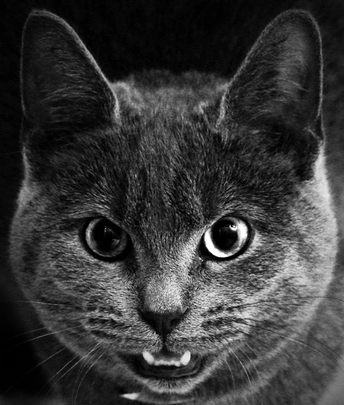 злые коты, коты планирующие убить хозяина, кошки задумавшие нехорошее