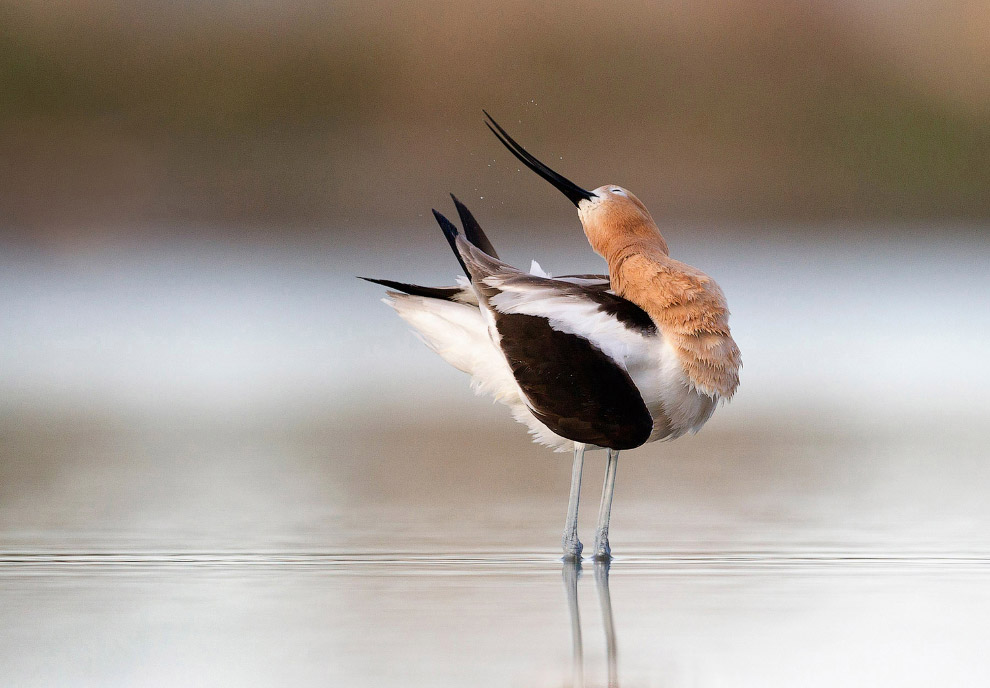 Победители птичьего 
конкурса Audubon 
Photography Awards 
2015