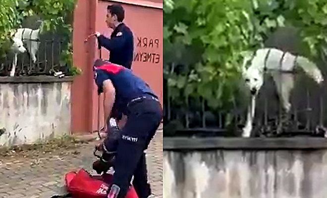 На помощь застрявшей в заборе собаке вызвали специалистов, а когда люди приехали, собака просто ушла момент, видео, Оказалось, увидел, Затем, Снежком, происходящем, понятия, работу, уходил, Обеспокоенные, интернете, пушистого, хозяин, Бекташ, наткнулся, случайно, совершенно, ролик, сети На