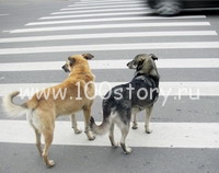 Собачий перекресток