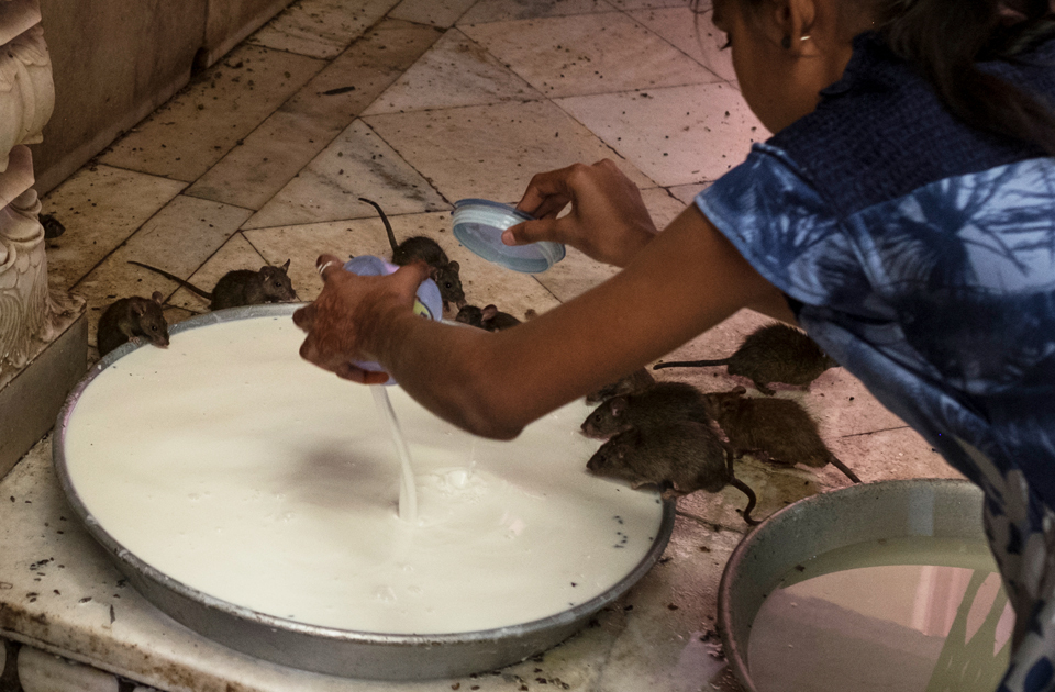 Крысиный рай: индийский храм, где поклоняются грызунам Крысиный рай: индийский храм, где поклоняются грызунам индия,история,крысы,культура индии,мир,страны