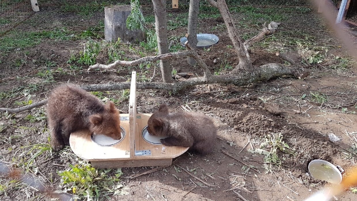 Фонд защиты дикой природы Прикамья хочет оспорить изъятие медвежонка