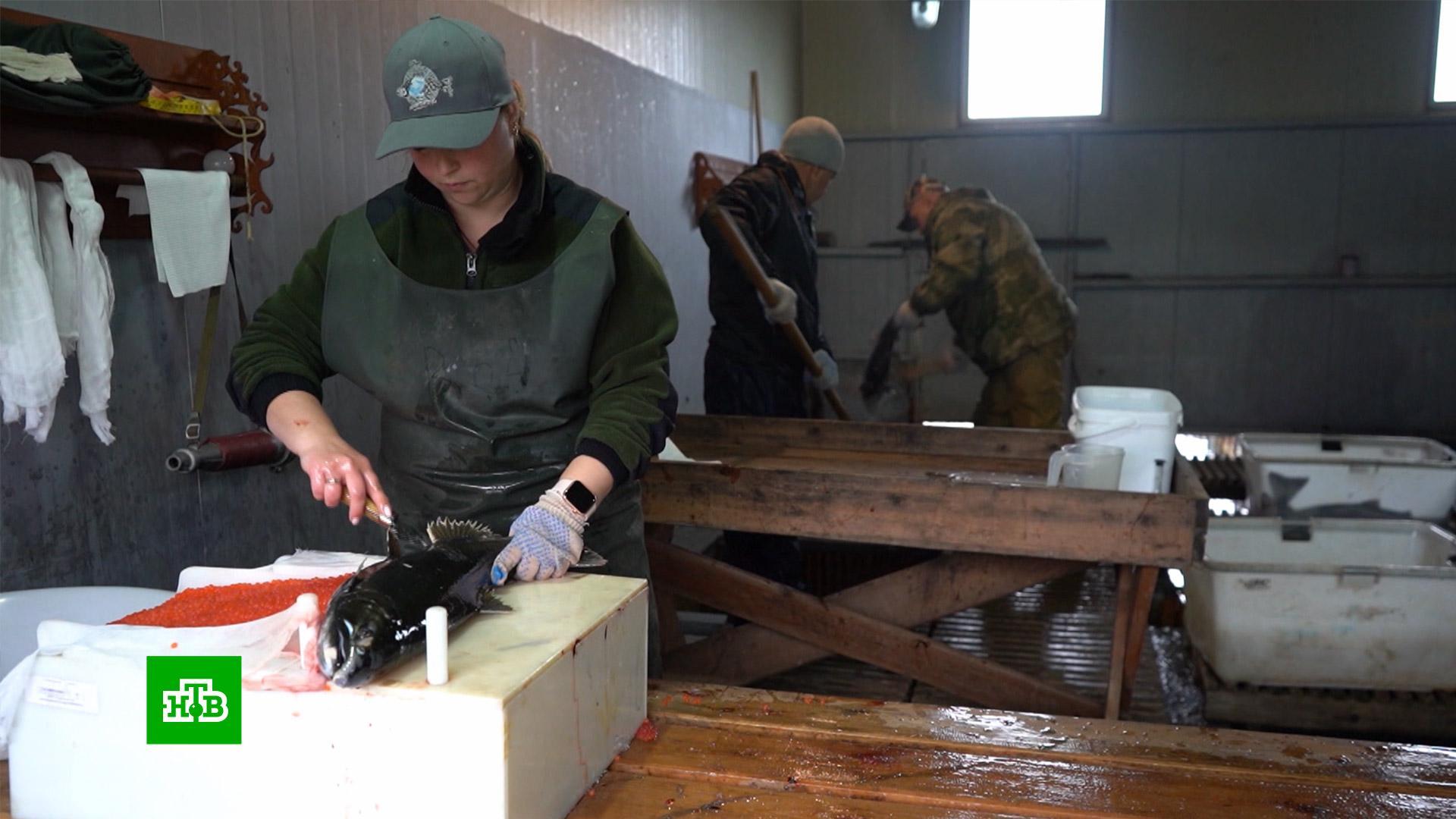Рыбзаводы в России переходят на отечественные корма и оборудование