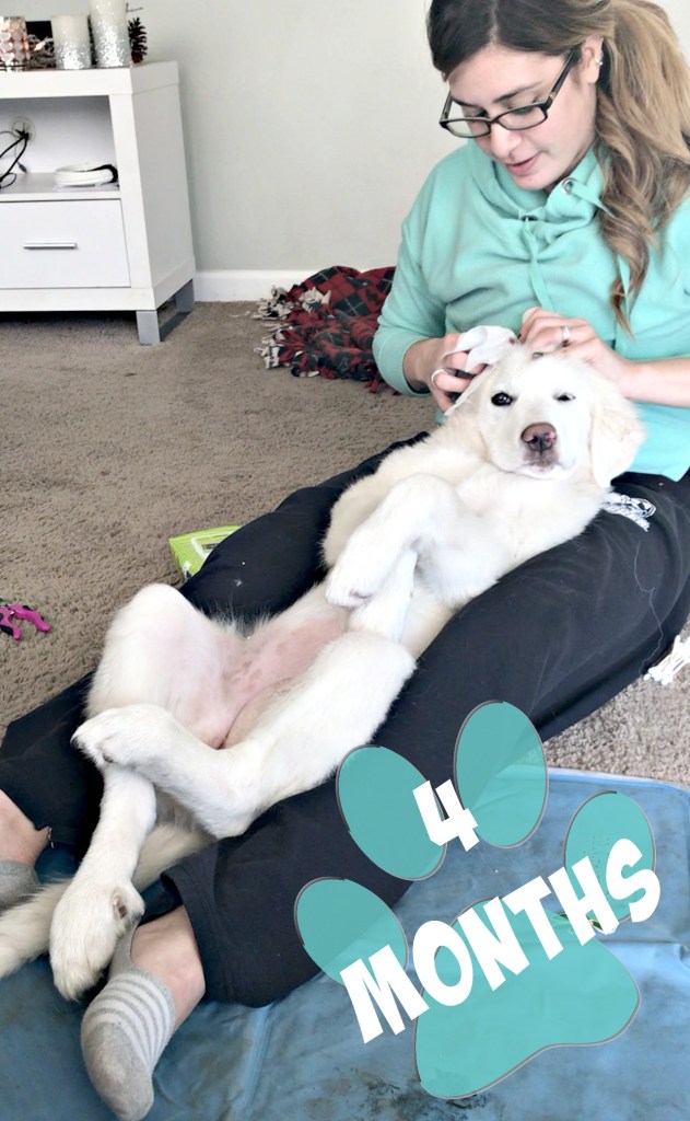 It's been awhile since we've updated, but here is Kiska, our Great Pyrenees puppy, at 4 months!