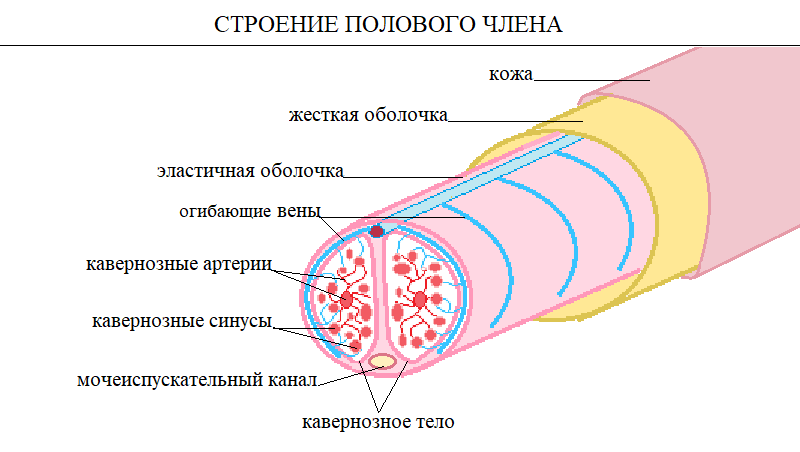 Девушка изучает географию и анатомию на примере члена парня