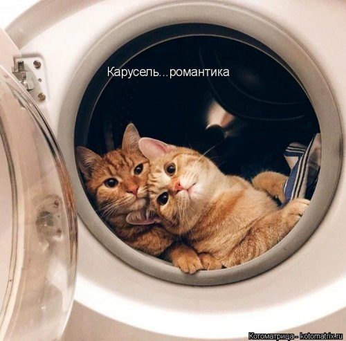 Лучшие котоматрицы за прошедшую неделю 