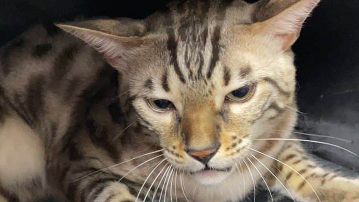 Всеволожские спасатели вызволили застрявшего в канализационном люке кота