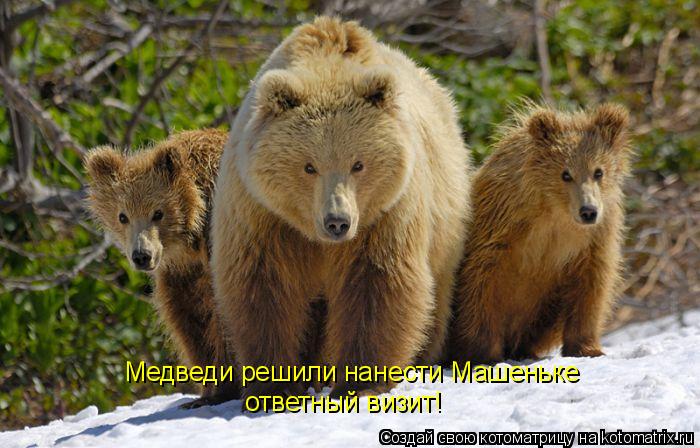 Котоматрица: Медведи решили нанести Машеньке ответный визит!