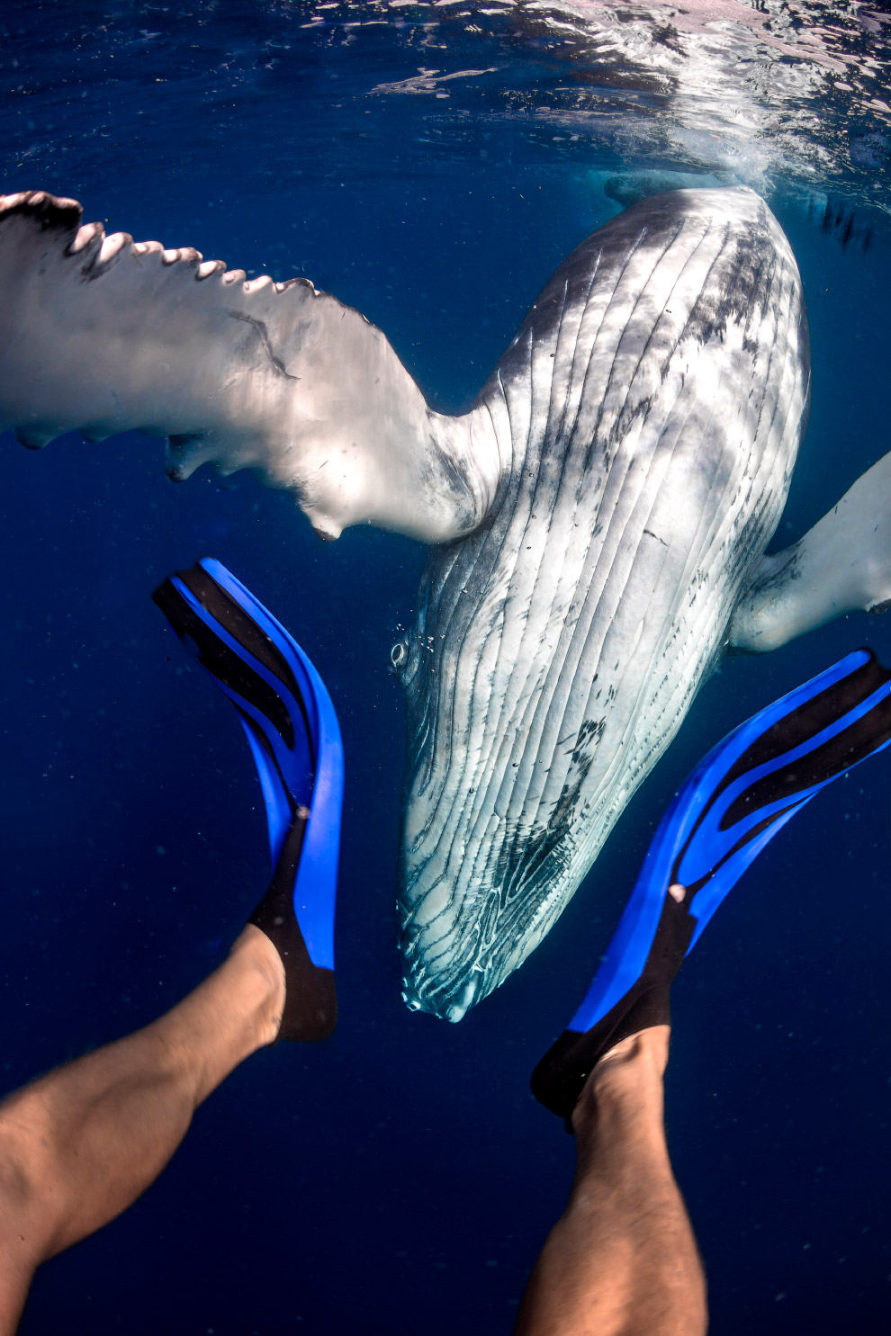 PHOTOS: Swimming with whales