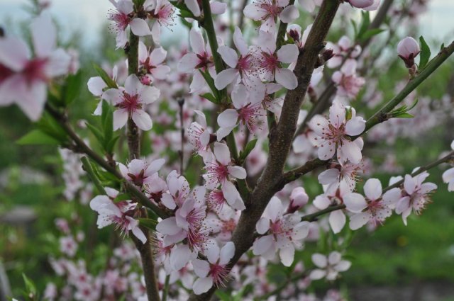 Цветение персика в питомнике Семишова
